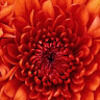poulina_k